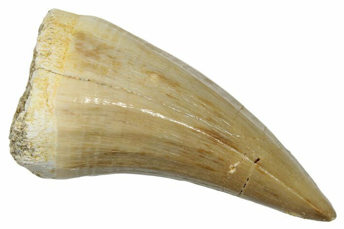 Fossil Mosasaur (Mosasaurus) Tooth - Morocco #247859